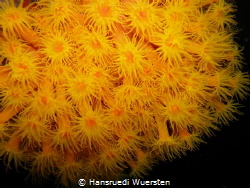 Orange cup coral – Tubastraea Coccinea by Hansruedi Wuersten 